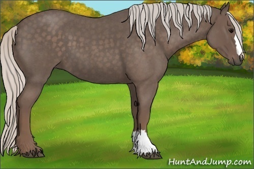 Horse Color:Silver Blue Roan