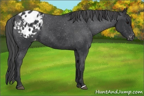 Horse Color:Black Appaloosa 
