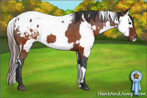Horse Color:Brown Appaloosa  and Gray Brown Appaloosa 
