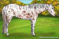 Horse Color:Brown Appaloosa  and Brown Appaloosa 