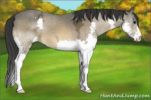 Horse Color:Buckskin Ice Splash