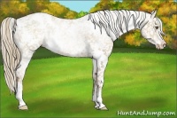 Horse Color:White Spotted Liver Chestnut Pearl Snowflake Varnish 