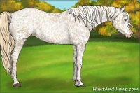 Horse Color:White Spotted Liver Chestnut Pearl Snowflake Varnish 