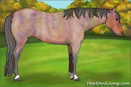Horse Color:Nacre Bay Roan 