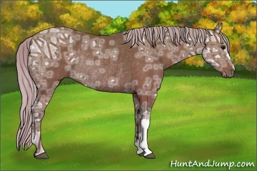 Horse Color:Silver Black Ice Rabicano