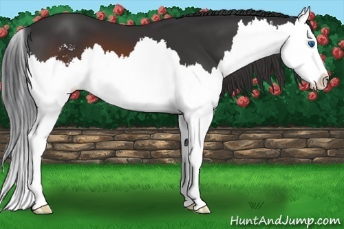 Horse Color:Brown Sabino Splash 