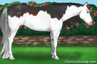 Horse Color:Brown Sabino Splash