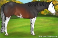 Horse Color:Brown Sabino Splash