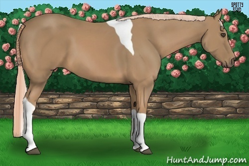 Horse Color:Palomino Tobiano 