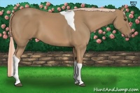 Horse Color:Palomino Tobiano 