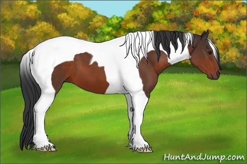 Horse Color:Brown Tobiano 