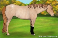 Horse Color:Gold Champagne Roan Appaloosa Rabicano