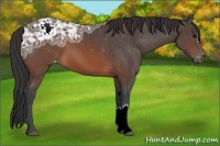 Horse Color:Brown Ice Appaloosa