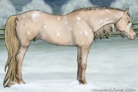 Horse Color:White Spotted Liver Chestnut Pearl Varnish