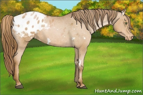 Horse Color:White Spotted Liver Chestnut Pearl Varnish 