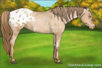 Horse Color:White Spotted Liver Chestnut Pearl Varnish