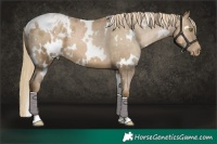 Horse Color:White Spotted Liver Chestnut Pearl Appaloosa 