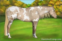 Horse Color:White Spotted Liver Chestnut Pearl Appaloosa 