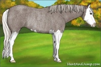 Horse Color:Silver Blue Roan Sabino Splash Rabicano 