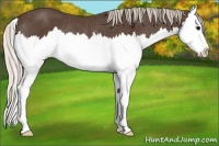 Horse Color:Silver Black Sabino Splash Rabicano 
