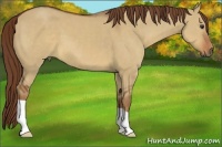 Horse Color:Red Dun