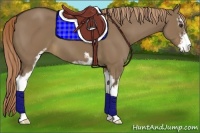 Horse Color:Liver Red Dun Sabino 