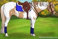 Horse Color:White Spotted Chestnut Tobiano