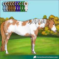 Horse Color:White Spotted Chestnut Frame 