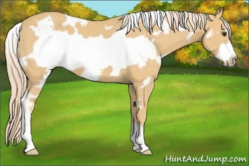 Horse Color:White Spotted Palomino Frame 