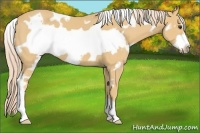 Horse Color:White Spotted Palomino Frame 