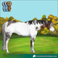 Horse Color:White Spotted Liver Chestnut Sabino Frame