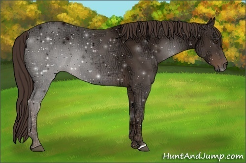 Horse Color:Liver Chestnut Ice 