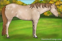 Horse Color:Chestnut Pearl Rabicano 