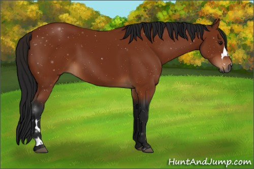 Horse Color:Gray Bay 