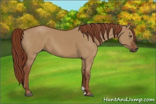 Horse Color:Red Dun 