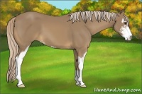 Horse Color:Palomino Sabino