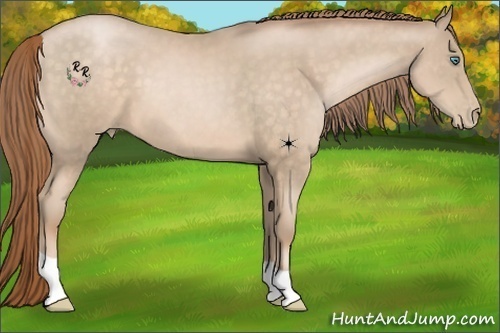 Horse Color:Buckskin Pearl 