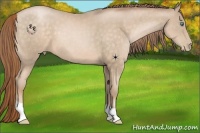 Horse Color:Buckskin Pearl 