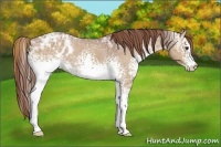 Horse Color:White Spotted Chestnut Ice Sabino Appaloosa 