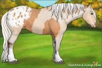Horse Color:Silver Buckskin Appaloosa and Silver Buckskin Appaloosa