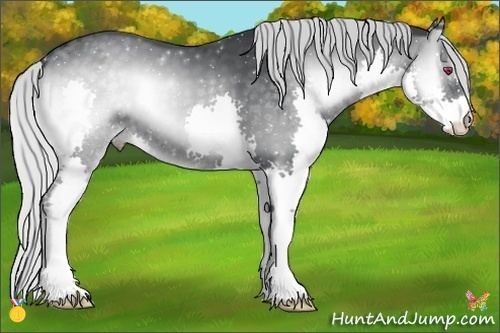 Horse Color:Silver Blue Onyx Chinchilla Splash