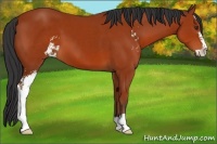 Horse Color:Bay Sabino
