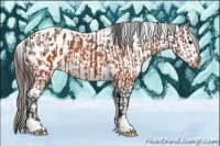 Horse Color:Brown Blanket and White Spotted Brown Blanket
