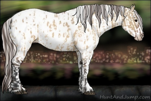 Horse Color:Brown Dun Appaloosa  and Silver Brown Appaloosa 