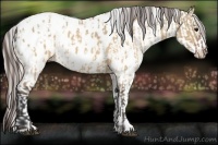 Horse Color:Brown Dun Appaloosa  and Silver Brown Appaloosa 