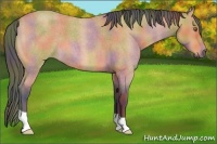 Horse Color:Nacre Buckskin Roan 