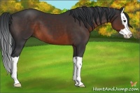 Horse Color:Brown Splash
