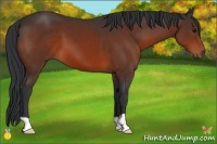 Horse Color:Brown 