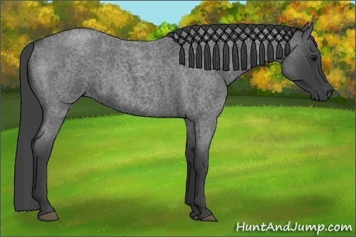 Horse Color:Smoky Blue Roan 