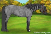 Horse Color:Smoky Blue Roan 